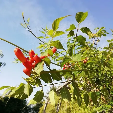 Route De Nieul Le Girouard