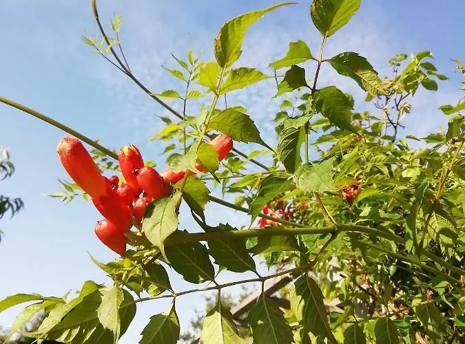 Route De Nieul Le Girouard