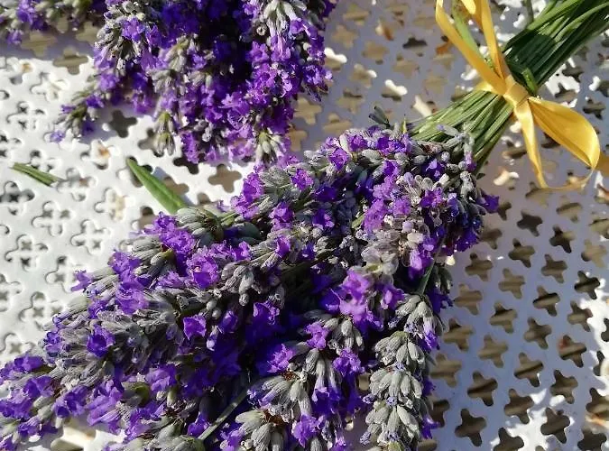 Route De Nieul Le Girouard